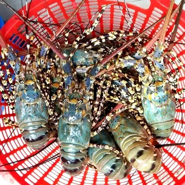 Chợ hải sản Hải Tiến