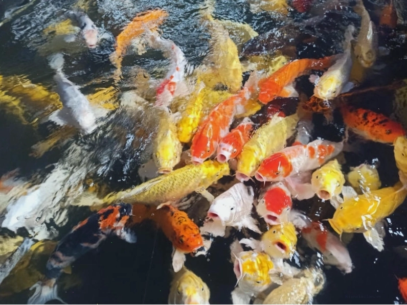 Chuẩn bị cho chuyến đi Thác Giang Điền