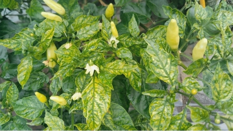 Đặc trưng trái ớt chỉ thiên