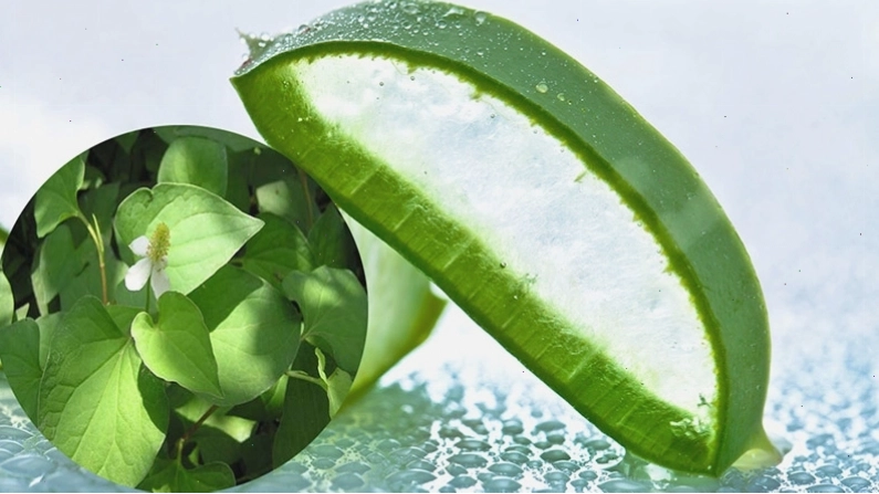 Diếp cá hay gel nha đam là các mẹo trị mụn thịt từ thiên nhiên được tin dùng.