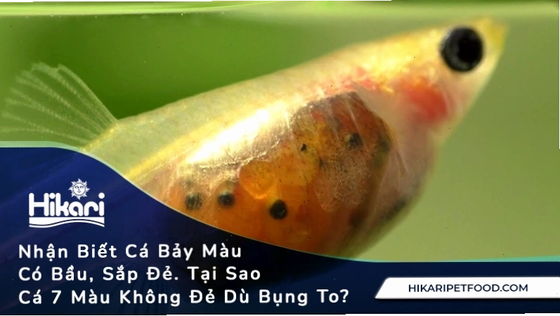 Đốm đen xuất hiện ở bụng cá bảy màu cái là dấu hiệu mang thai
