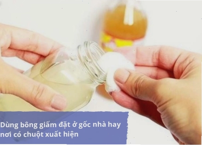Dùng giấm ăn để đuổi chuột hiệu quả