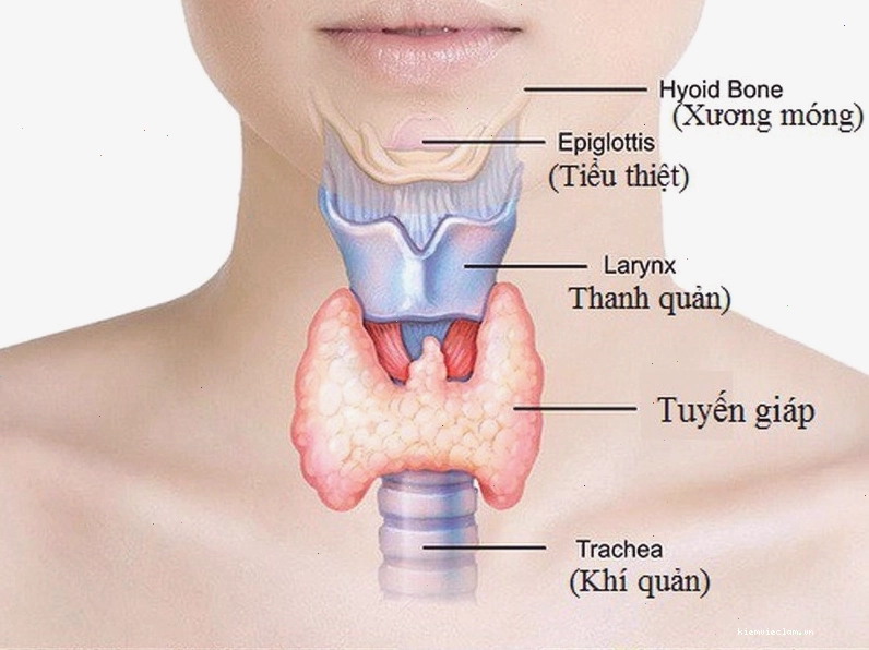 FT4 là hormone do tuyến giáp tiết ra