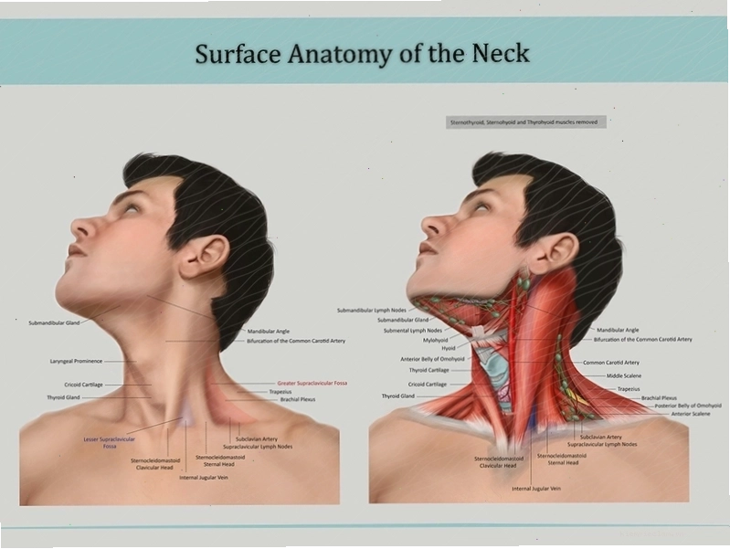 Giải phẫu bề mặt là một trong những phương thức mô tả của Anatomy