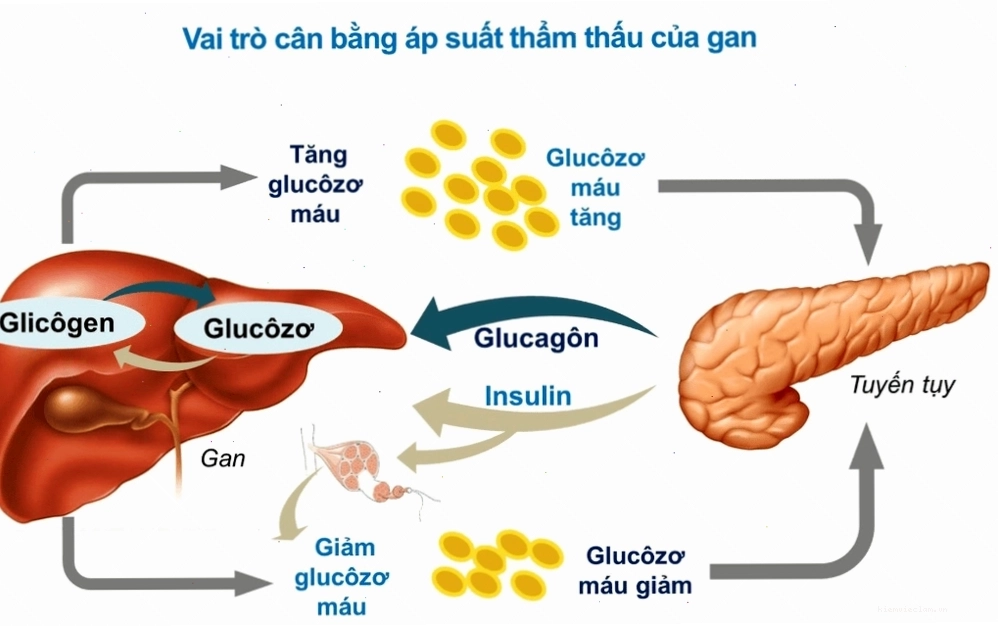 Glucose là gì và hoạt động như thế nào?