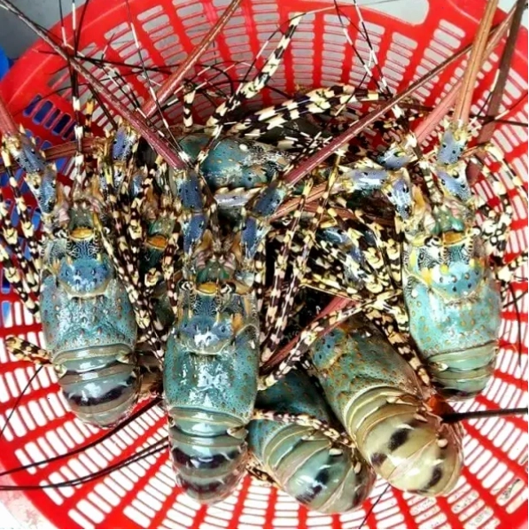 Hải sản tươi ngon tại chợ Hải Tiến