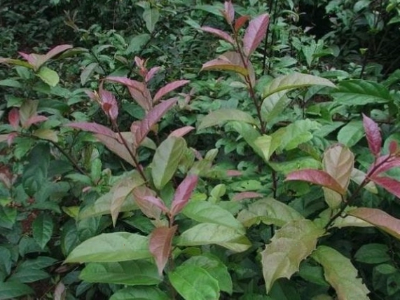 Hình ảnh cây xạ đen