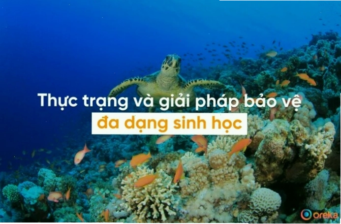 Hình ảnh đa dạng sinh học dưới đáy biển với nhiều loài san hô và cá