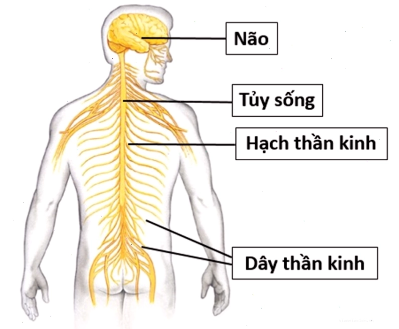 Hình ảnh hệ thần kinh trung ương và ngoại biên