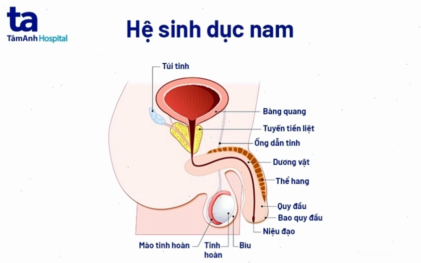 Hình ảnh minh họa vệ sinh bao quy đầu