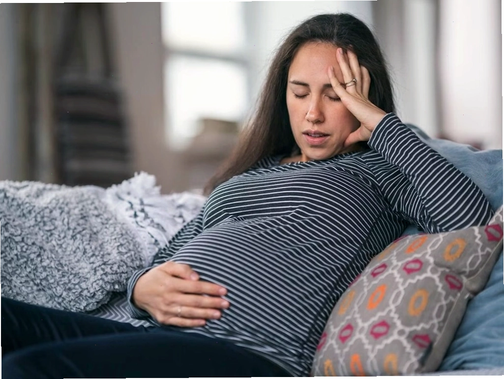 Hình ảnh tổ yến sào đa dạng chủng loại