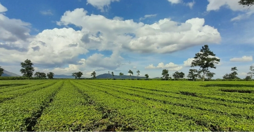 Hồ T’Nưng thơ mộng, nguồn nước tưới tiêu cho Biển Hồ Chè