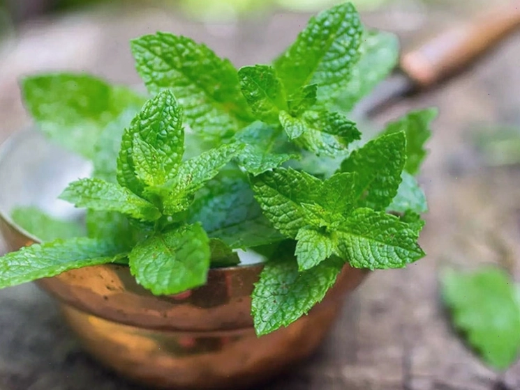 Lá bạc hà có thể hỗ trợ giảm trào ngược dạ dày
