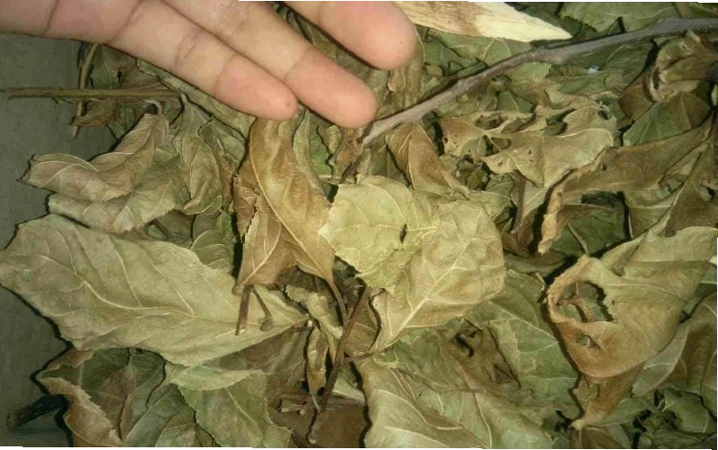 Lá cây xạ đen khô dùng để sắc nước uống
