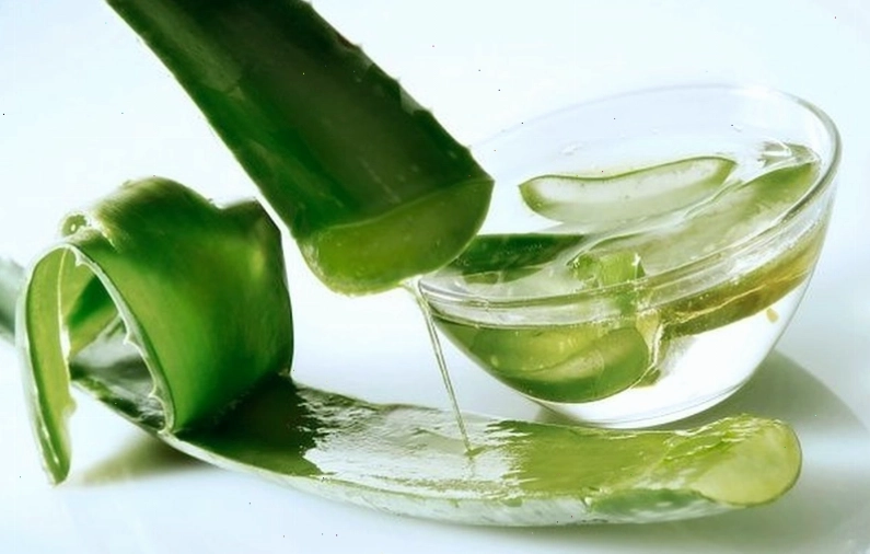 Lá húng quế tươi dùng làm mẹo dân gian chữa bệnh chân tay miệng