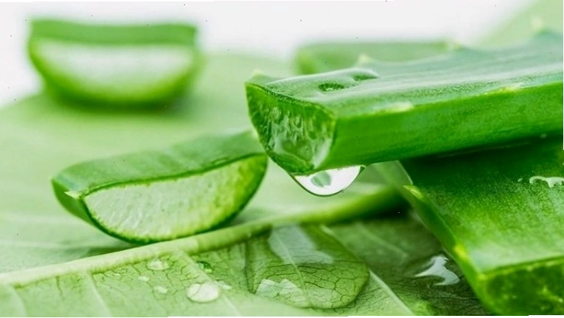 Làm đẹp da mặt từ nha đam giúp làm dịu và phục hồi da