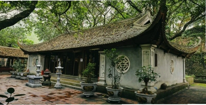 Mai vàng khoe sắc tại Yên Tử