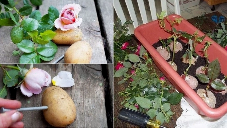 Mẹo giâm hoa hồng bằng củ khoai tây giúp cành nhanh ra rễ