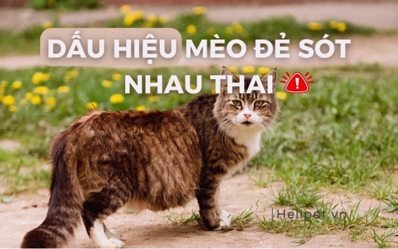 Mèo mẹ có dấu hiệu mệt mỏi sau sinh có thể bị sót nhau thai