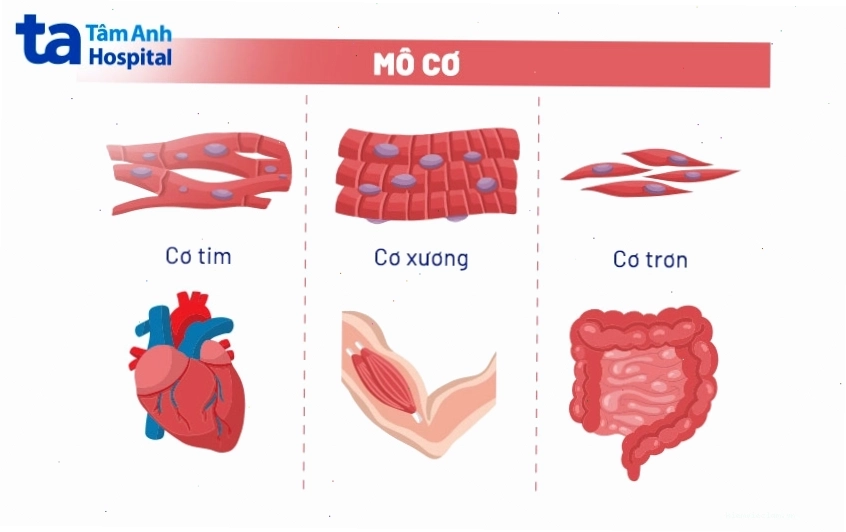 Minh họa 3 loại cơ bắp trong cơ thể: cơ vân, cơ trơn và cơ tim