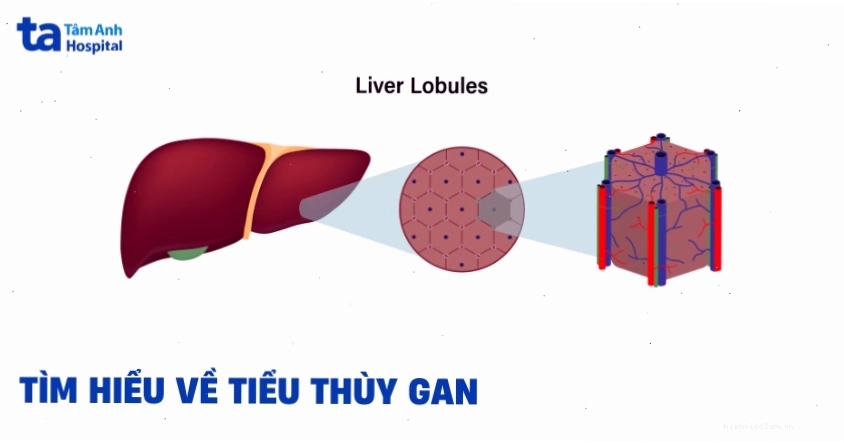 Minh họa cấu trúc tiểu thùy gan, đơn vị cấu tạo chức năng của gan