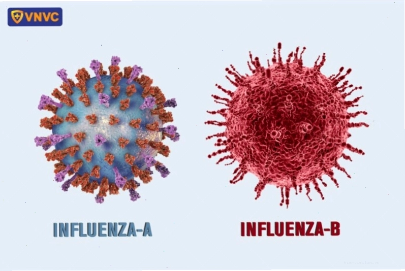 Minh họa cấu trúc virus cúm A và virus cúm B