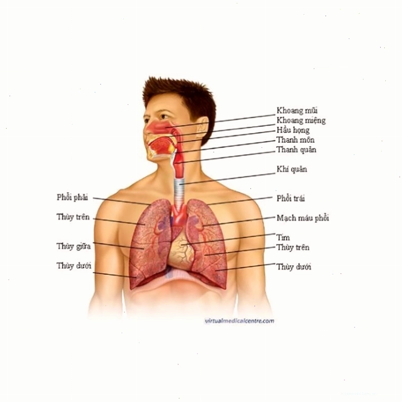Minh họa hệ hô hấp của cơ thể với các bộ phận chính