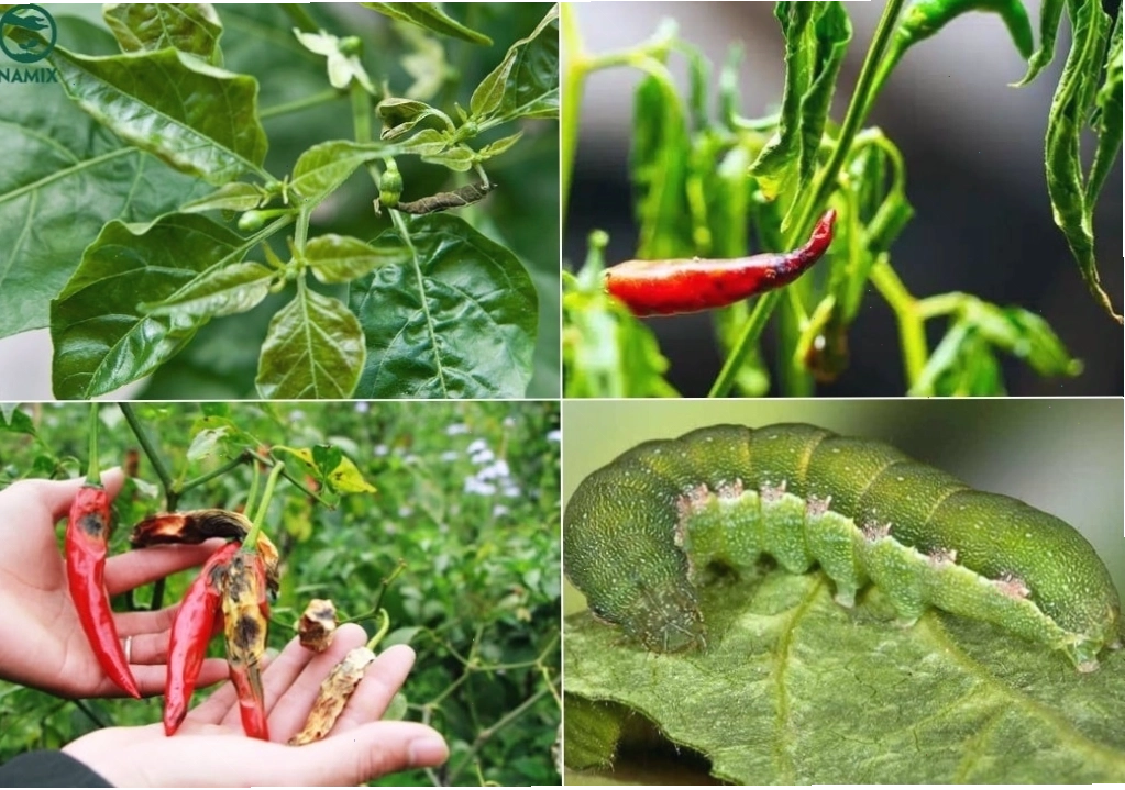 Một số loại bệnh hại thường gặp trên cây ớt