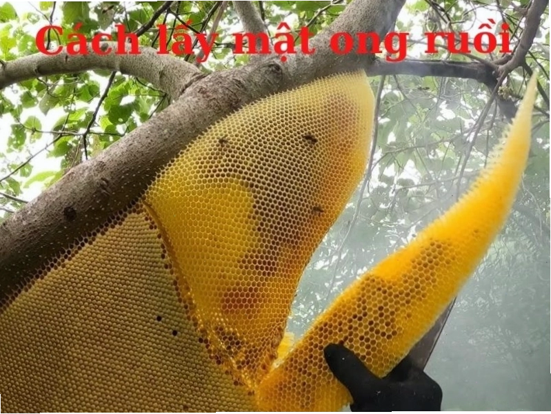 Mùi hương mật ong là dấu hiệu nhận biết rõ ràng