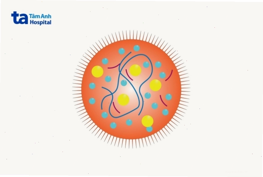 Mycoplasma là vi khuẩn tự sao chép nhỏ nhất và không có thành tế bào