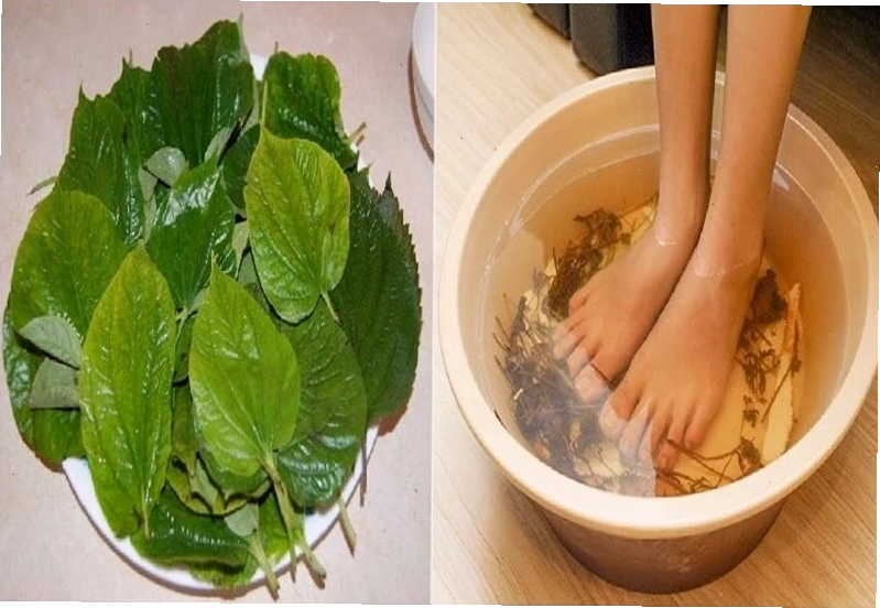 Ngâm chân với lá lốt để chữa đau xương khớp