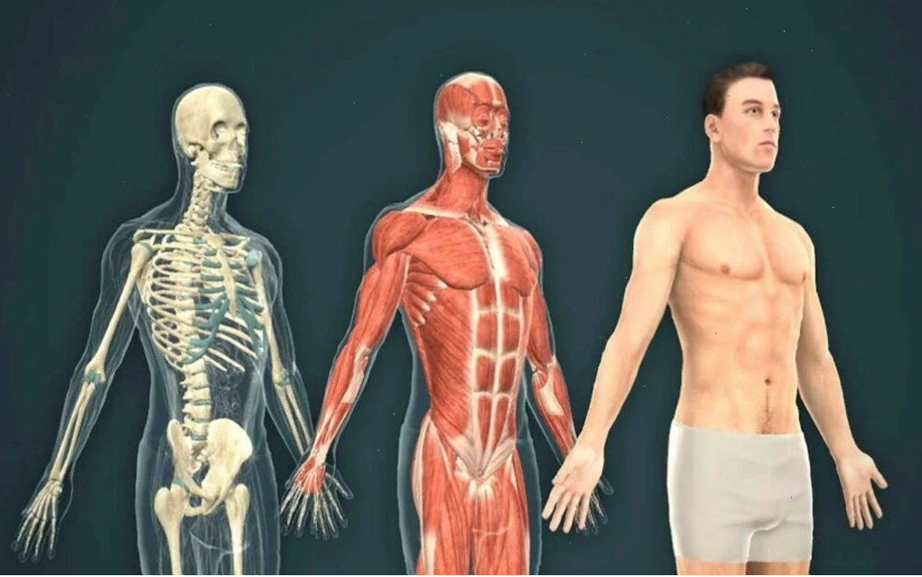 Nghệ sĩ sử dụng kiến thức anatomy để vẽ người mẫu hoạt hình chân thực