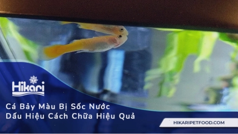Nhận biết sớm cá bảy màu sắp đẻ giúp người nuôi chủ động hơn