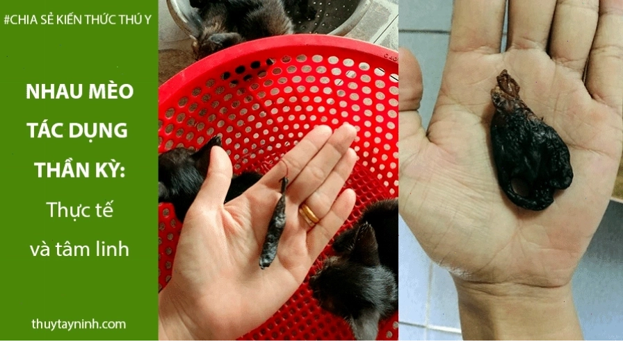 Nhau mèo đen cũng có chức năng sinh học tương tự mèo thông thường