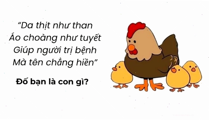 Những câu đố vui trí tuệ siêu hack não