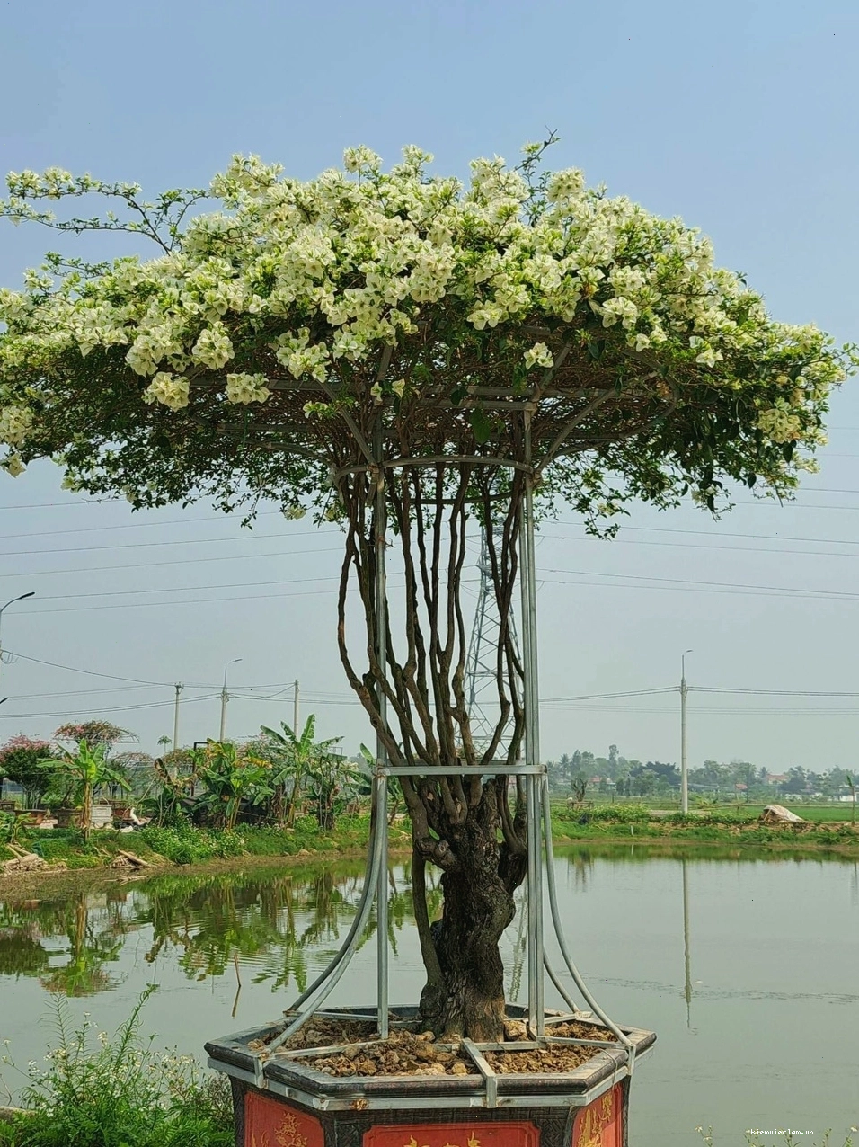 Những chùm hoa giấy màu hồng tươi tắn