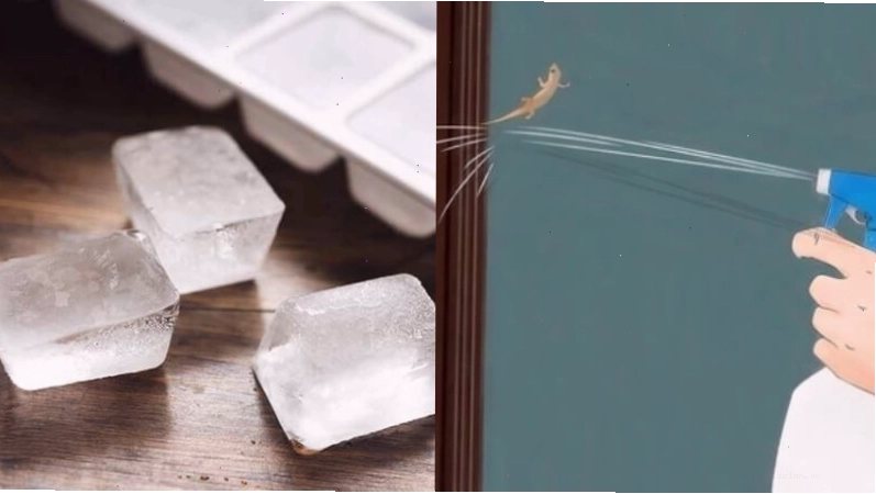 Nước đá lạnh có thể làm thằn lằn chậm chạp