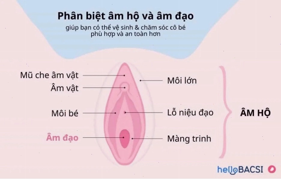 Phân biệt cấu tạo âm hộ và âm đạo