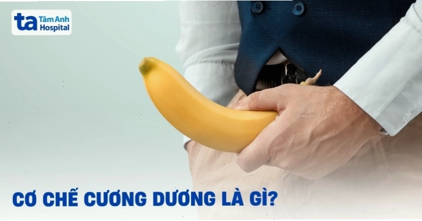 Quá trình cương dương là gì? Cơ chế hoạt động