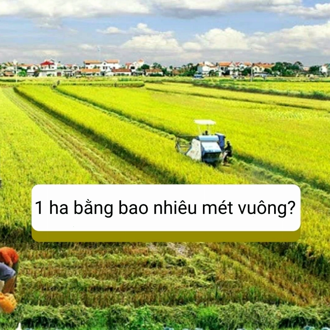 Quy mô dự án bất động sản thường được tính bằng hecta