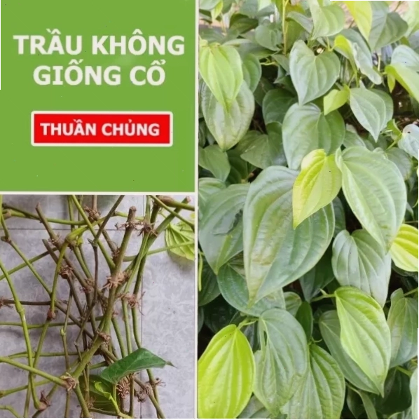 Quy trình sơ chế cành bánh tẻ trầu không trước khi chế biến món ăn
