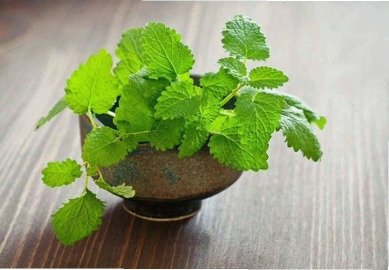 Rau húng chanh là một mẹo trị hôi miệng hiệu quả