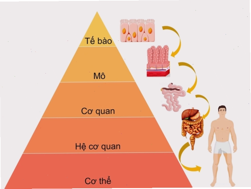 Sơ đồ minh họa cách hình thành hệ cơ quan từ tế bào, mô đến cơ quan