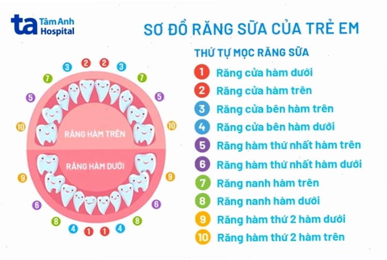 Sơ đồ răng sữa của trẻ em