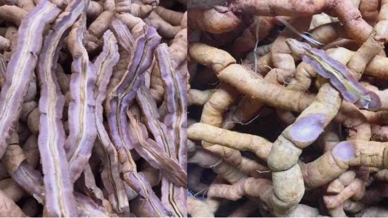 So sánh ba kích tím và ba kích trắng