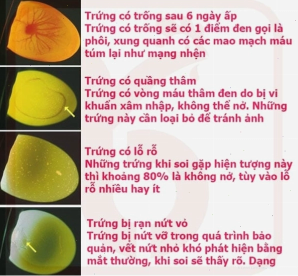 Soi trứng gà để kiểm tra sự phát triển của phôi thai