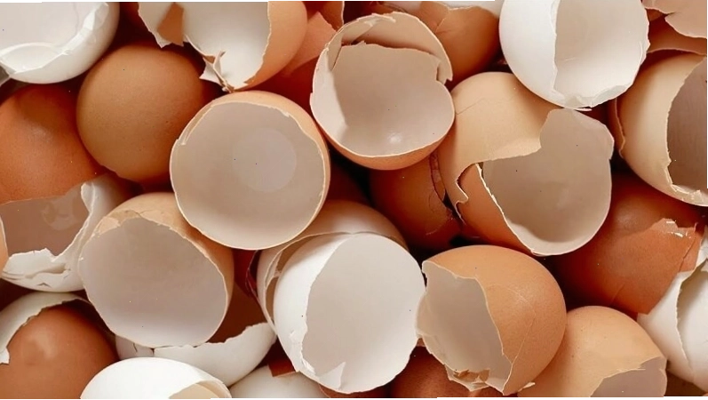 Sử dụng vỏ trứng để đuổi thằn lằn