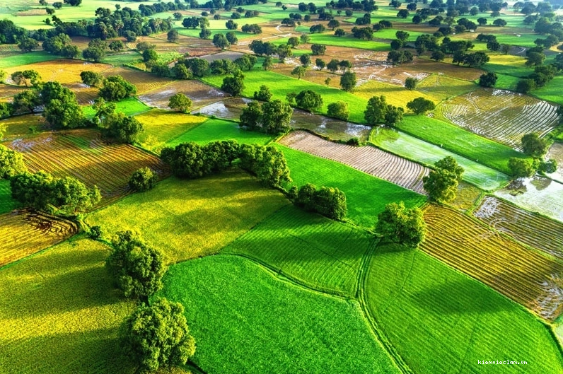 Sự khác biệt giữa sào, công, mẫu đất và hecta