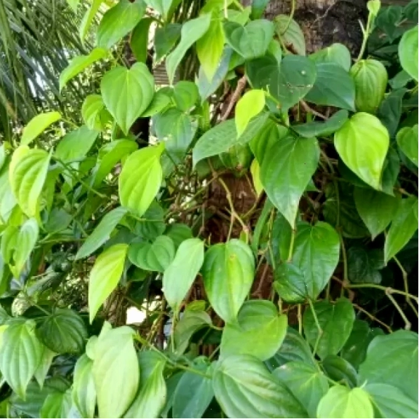 Thành phẩm món ăn sử dụng cành bánh tẻ trầu không ta