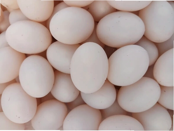 Trứng bồ câu giả